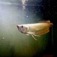Ikan Arwana Silver 41-43cm