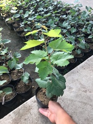 Nho ngón tay đen( không hạt)