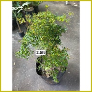 ✈ ▤ ❏ Bucida Bonsai Home Decoration Plant