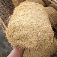harum manis lombok Timur NTB rasa alus