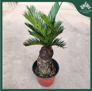 【GW】Sago Palm Cycas Revoluta Pakis Cycas Bonsai Size:XL 苏铁 铁树 Outdoor Plant Indoor Bunga Pokok Hiasa