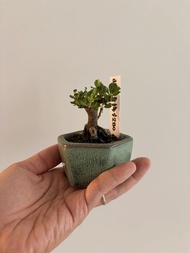 日本長壽梅（豆盆）$280