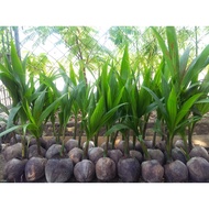 Anak Pokok KELAPA ( Anak Benih Kelapa)