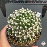 แมมอิรุซามุ แมมปุยหิมะ Mammillaria bucareliensis Erusamu แคคตัส กระบองเพชร cactus&amp;succulent