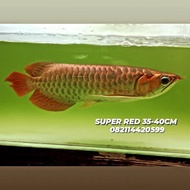 ARWANA SUPER RED 35-40CM