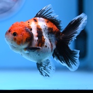 Calico oranda Goldfish  / Grade AA (6-7cm 2inch - 2.5inch) / shogun oranda / Calico lion head goldfi