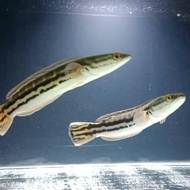 New Ikan Toman Channa Micropeltes Ikan Hias Ikan Predator Kamishop95