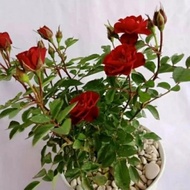 New Tanaman Hias Bunga Mawar Merah Besar Inc Pot Putih Dan Batu Diskon