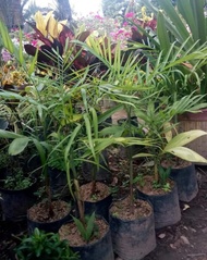 Diskon Bibit Palem Komodoria Palem Bambu Murah