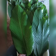 Daun Lerek untuk lemang