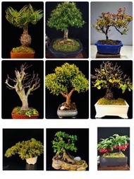 各式盆景  突發，抗疫 全部特價，只限今晚落單  1.龍角鐵 ，原價$880，特價$550 2.米葉枸骨，原價$800，特價$600 3. 皋月杜鵑$600 4. 巨碌紅楓 -山紅葉，原價$999，特