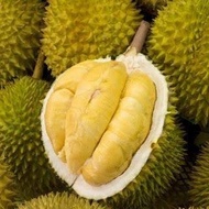 DURIAN MONTONG PALU PREMIUM BULAT UTUH 2KG+