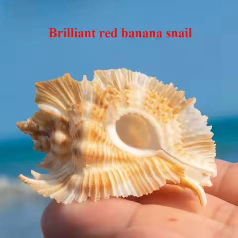 Natural Conch Shell Bright Red Plantain Snail Fish Tank Aquarium Landscaping Decoration Home Collect