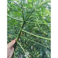 Pokok Chaya/pokok ajinomoto