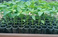 Bibit cabe rawit siap tanam/2 bibit