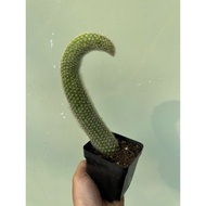 Fox Tail Cactus (Curved Tail)