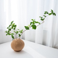 壽娘子 手作植栽苔球