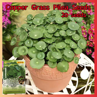 ปลูกง่าย ปลูกได้ทั่วไทย ของแท้ 100% 20PCS Original Green Copper Grass Pilea Seeds Bonsai Hydroponic Plants ด้วยใบไม้หลากสีที่สวยงาม ของแต่งบ้านสวน เมล็ดบอนสี ต้นไม้มงคล บอนไซแคระ ต้นไม้ฟอกอากาศ บอนสี เมล็ดดอกไม้ Plants ต้นไม้ประดับ