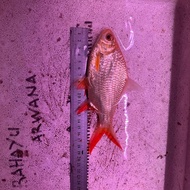 Ikan Kaviat Albino Jumbo 17-18Cm Tankmate Arwana