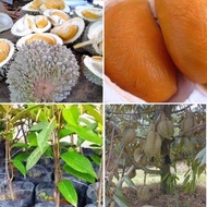 O chee durian hybrid plant/ anak pokok durian duri hitam hybrid / 黑刺榴槤苗