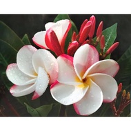 Auspicious Picture Enhance Feng Shui Home Decoration Pictures Wall Image Size 16x20 Inches Or (41 cm
