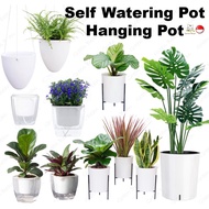 Plant Pot Planters Self Watering Plant Pots Plant Stand Racks Gardening Indoor Outdoor Pots Urns Planters