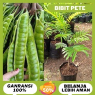 BIBIT POHON PETAI | Cepat Berbuah | BIBIT OKULASI / SAMBUNG PUCUK