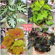 Begonia Amphioxus / Maculata / Begonia Flower / Begonia Rex 秋海棠 / Polkadot Plant / Indoor Plant