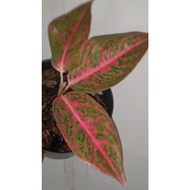 Sindo - Aglaonema Reanita Surya By Idamulya Florist Live Plant P56T9MSFQ0
