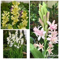 Harum Sundal Malam Tuberose Putih Kuning Pink