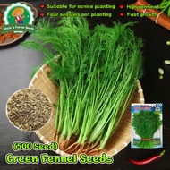 500seeds Organic Fennel Seeds for Planting Vegetables High Yield Fennel Plant Seeds Herb Seeds Sweet