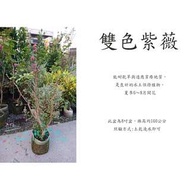 心栽花坊-雙色紫薇/九芎/6吋/開花植物/綠籬植物/售價1500特價1200