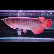 Ikan Arwana Super Red 25-27 cm