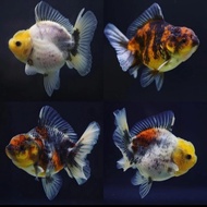 koki oranda sort tail calico / ost paket 510 pcs