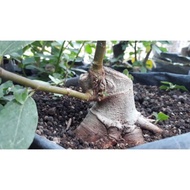 bahan bonsai ficus RACEMOSA/ARA_LOA, BOGEL KARAKTER SPERTI POHON TUA,