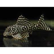 Pleco L333 king tiger ukuran dewasa