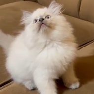 kucing himalayan dan ragdoll sepasang