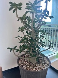 巨琉桑 塊根 象牙宮