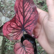 caladium red stone