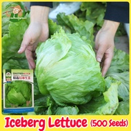Fresh Organic Iceberg Lettuce Seeds Vegetable Seeds for Planting (500 Seed) 结球生菜籽 High Yield Iceberg
