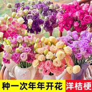 现货*洋桔梗花种子太阳花重瓣四季播种籽开花易活花卉苗种孑室内外大全Eustoma grandiflorum flower seed sunflower double petal sowing in f