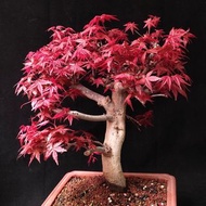 大盆)出猩猩紅楓  日本楓葉 正版 大老樁 盆景 連盆 plant Bonsai 植物 盆栽 Japanese  maple tree 楓葉 楓樹 日本楓 紅楓 3kg【實拍。只此一盆】