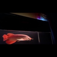 ikan arwana super red spek