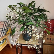 Vertical Silk Jasmine Potted Plant with Bud Windmill Jasmine Green Plant Indoor White Butterfly Everblooming Hanging Pla