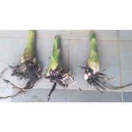 rhizom ANAK POKOK bunga kantan pink