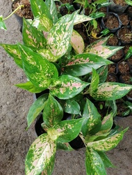 Aglaonema Variety