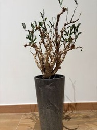 沙漠蘇木