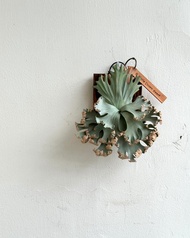 皮革製P. Little Crown dwarf 侏儒小皇冠鹿角蕨_送禮/收藏