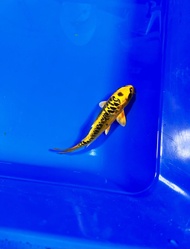 Platinum Gold Koi Live Fish