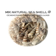 Cengkerang @ Mix Natural Sea Shell for Aquarium Decor
